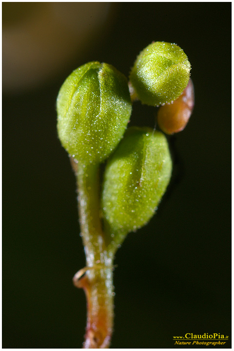 drosera rotundifolia, pianta insettivora, rosolida, pianta carnivora,  pinguicola drosera val d'aveto